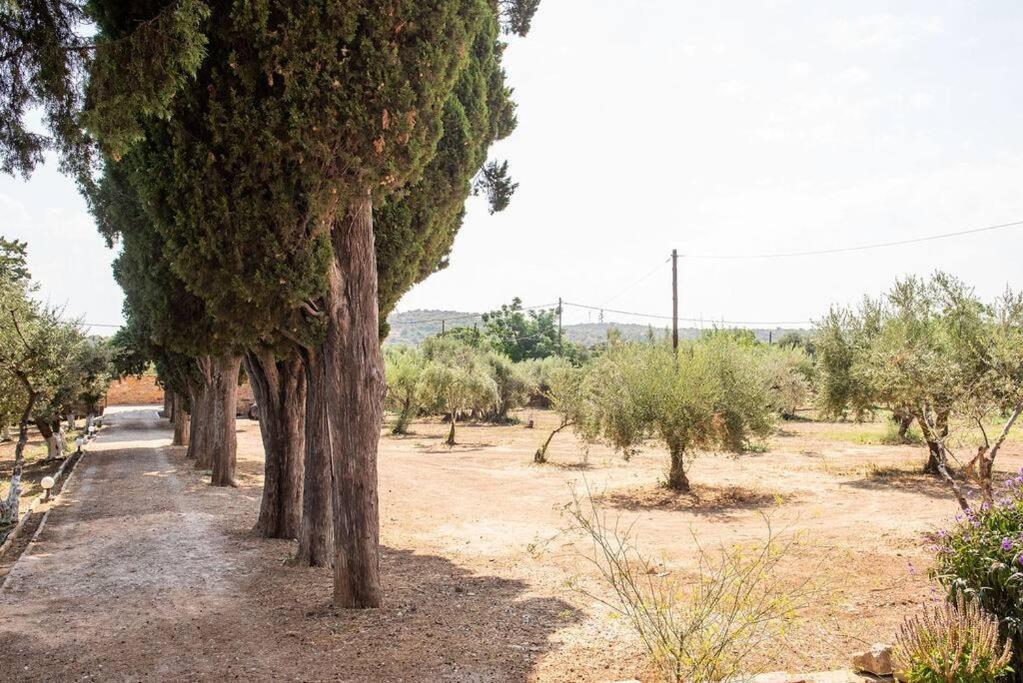 Calvocoressi Estate Chios Town Ngoại thất bức ảnh